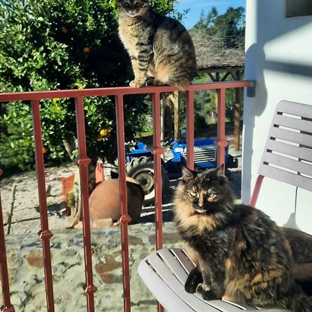 Sertã Quinta Quatro Ventos Bed & Breakfast エクステリア 写真
