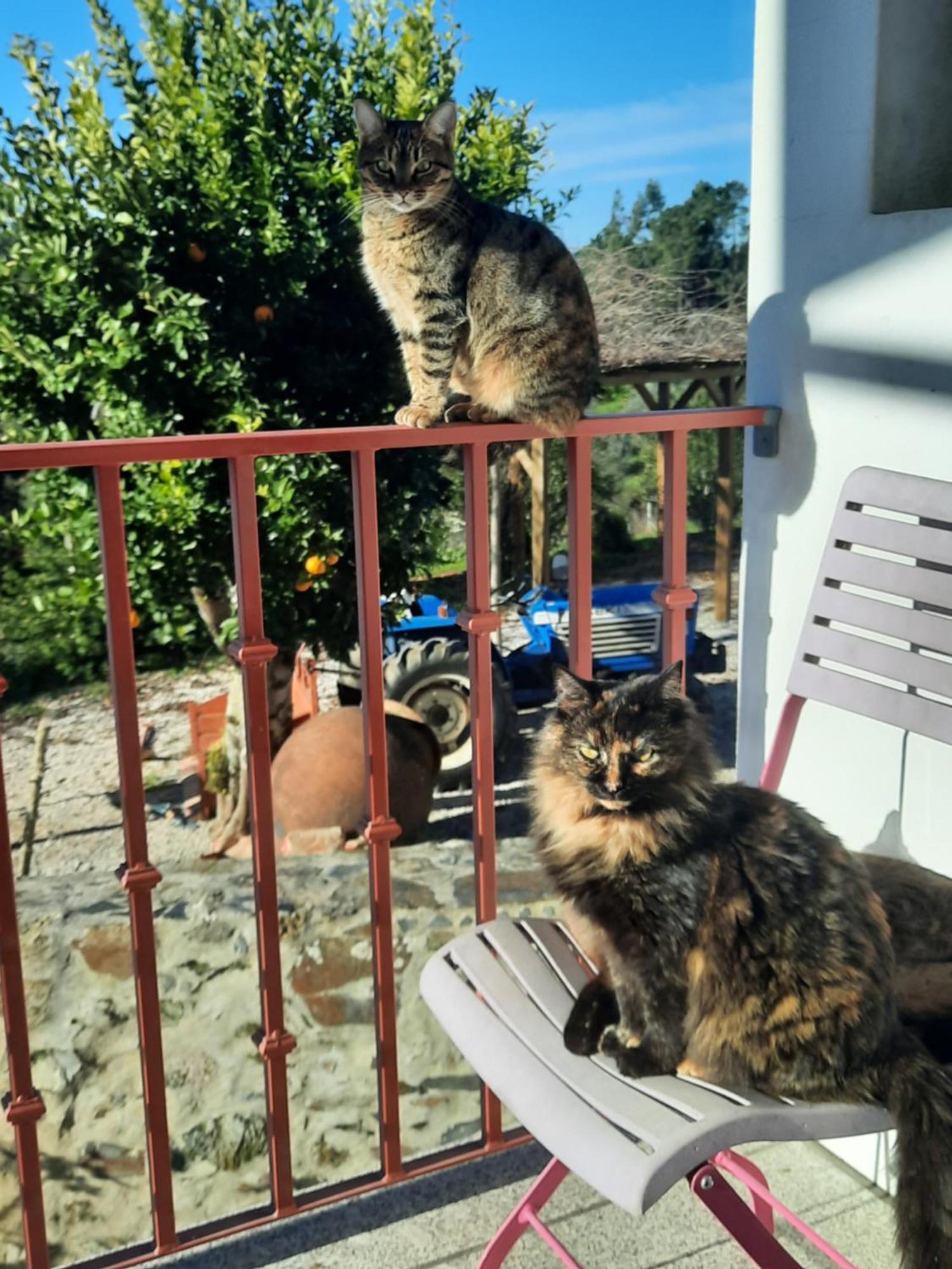 Sertã Quinta Quatro Ventos Bed & Breakfast エクステリア 写真